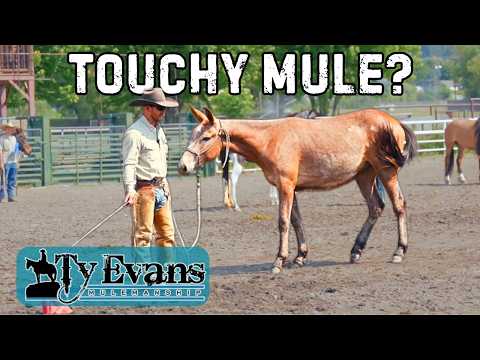 Teaching Your Mule to Self-Regulate & Build Confidence