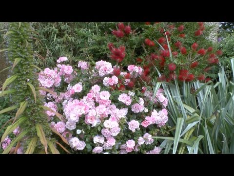 A Secret Garden somewhere in Dartmouth U.K.