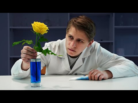 В ЗЕЛЕНЫЙ ИЛИ ГОЛУБОЙ ЦВЕТ ОКРАСИТСЯ ЖЕЛТАЯ РОЗА, ПЬЮЩАЯ СИНЮЮ ВОДУ?