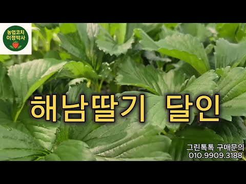 해남딸기 달인과의 인터뷰 비가와도 광합성촉진성분 그린톡톡으로 딸기 잘키웁니다.#해남딸기 #딸기달인 #딸기농사 #딸기영양관리#농업코치정의정 #그린톡톡 #천균만마   #유황딸기