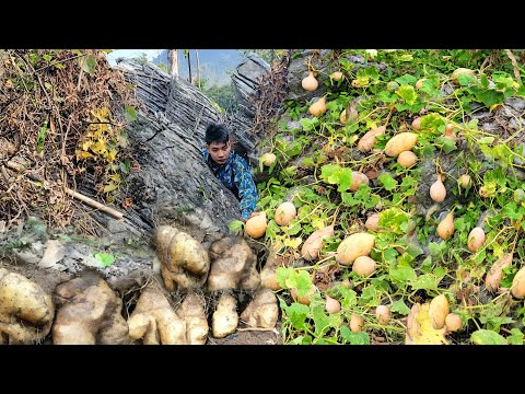 Trieu Van Tinh Harvesting underground yams, pumpkins for sale farm life