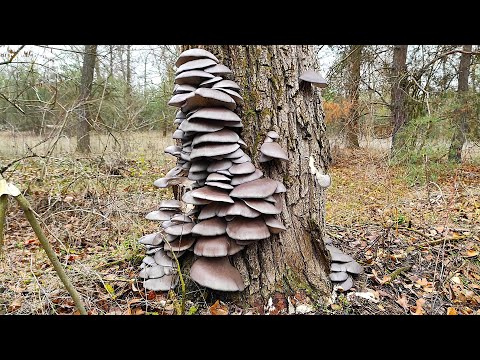 Mushroom picking. There's a ton of oyster mushrooms. Mushrooms 2025