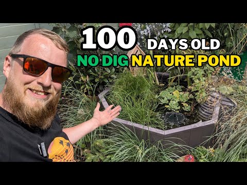 WHATS HAPPENED! Three months into the NO DIG NATURE POND. (Your questions answered)