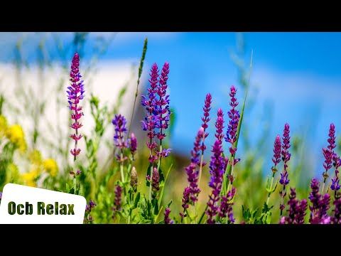 6 Hours of Relaxing Music: Layla | Piano Music for Stress Relief, Sleep Music, Meditation Music