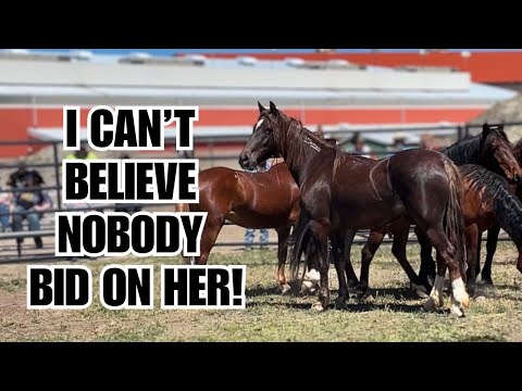 MUSTANG Auction ~ These horses were gorgeous!