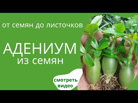 How to grow Adenium from seeds? It's a very simple method, even a beginner can do it!