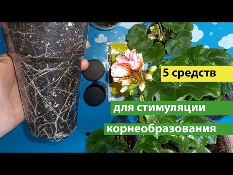 5 средств для увеличения корневой системы пеларгоний и растений, корни растут, как на дрожжах