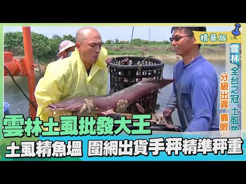 台灣第一等【土虱大王高成本培育 分級出貨三年生巨砲土虱】_158集精華版