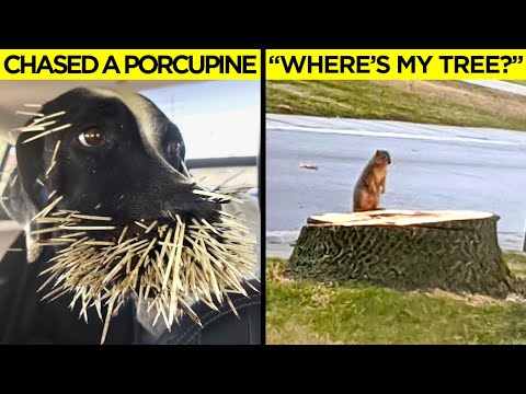 Animals Having a Worse Day Than You