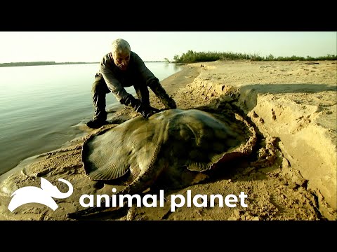 Jeremy Wade Vs. The Deadliest Monsters of SEASON 3 | River Monsters | Animal Planet