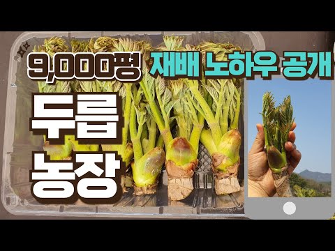 [특가왕]  떳다 9000평 두릅나무 고소득 재배 비법