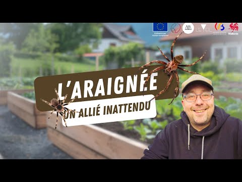 L'EMPLOYE DU MOIS : L'araignée et la permaculture - Eveil Comesti Lab