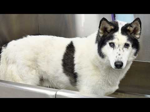 Grooming a Retired Sled Dog for the First Time in Years | Alaskan Husky Transformation