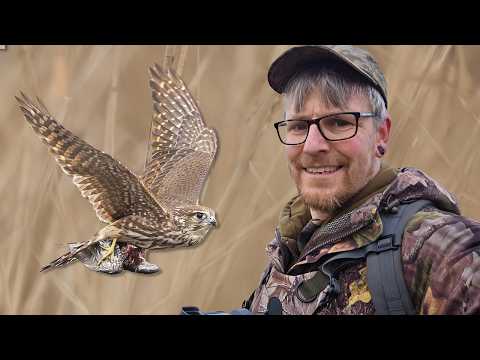 The UK's Smallest Bird of Prey and The UK's Prettiest Tit