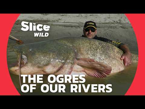 Catfish, the Largest Specimens found in European rivers | SLICE WILD