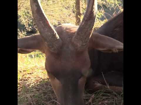 .300 Holland and Holland on African Plains Game