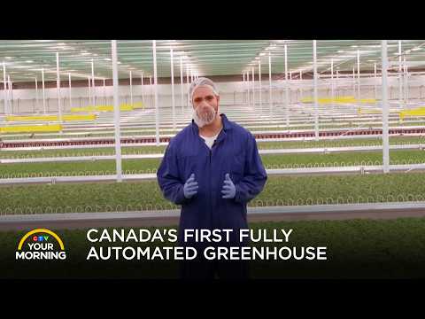 Canada's First Fully Automated Greenhouse | Your Morning