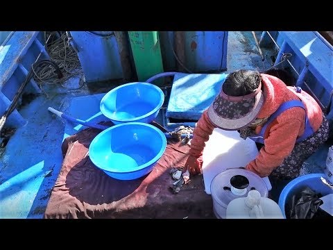 (주문진) 갓 잡은 자연산 잡어, 선상에서 어부 스타일로 회뜨기 make sashimi from a boat(전복치,참가자미,도다리,우럭,성게) [맛있겠다] Yummy