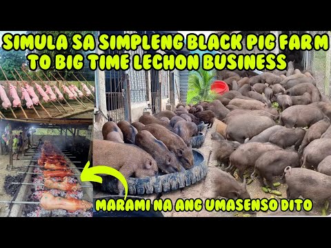 FROM SIMPLENG BLACK PIG FARM TO BIG TIME LECHON BUSINESS | MARAMI ANG UMASENSO SA ORGANIC PIG FARM
