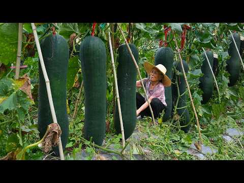 Grandma uses 500 kilograms of winter melon to make delicious food