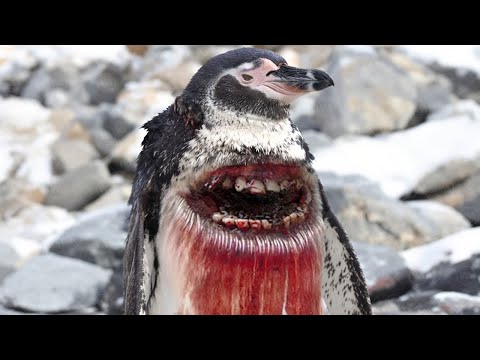 Humans Killed Every Penguin Killer So Nature Made a New One