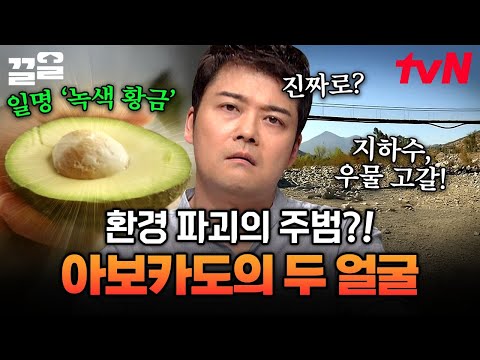 아보카도, 알고 보니 물먹는 하마였다?!😲 환경 파괴의 주범이었던 슈퍼 푸드 아보카도의 실체🥑 | 프리한19