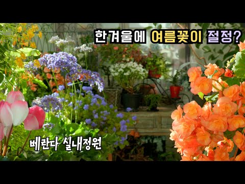 Summer flowers blooming in the winter indoor garden
