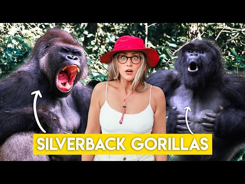Gorilla Trekking in Uganda - What Happens...