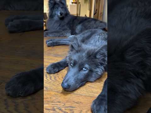 Two Blue Wolves - #bluewolfdog #bluewolf