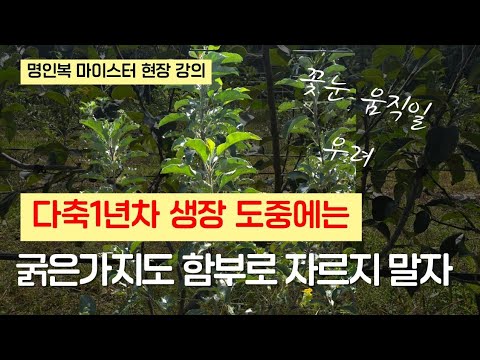 Why thick branches should not be pruned during the first year of growth. A lecture by Master Myun...