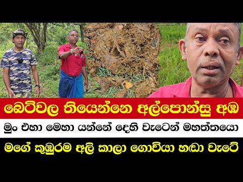 බෙටිවල තියෙන්නෙ අල්පොන්සු අඹ | මුං එහා මෙහා යන්නේ දෙහි වැටෙන් මහත්තයො