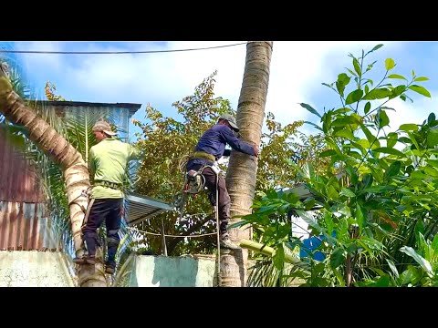 thợ cưa hạ cãy dừa cặp nhà nguồ dân còn siêu trái ở cô tô