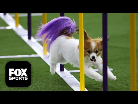 2026 Masters Agility Championship 🐕 FULL Competition 🍿 Westminster Dog Show