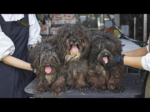 (Reversalism) What happens when you groom a ragged dog | SHU AND TREE is coming [Ep.6-2]