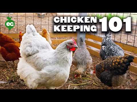Watch This BEFORE You Keep Chickens 🐔
