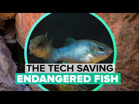 Saving endangered desert fish with tech