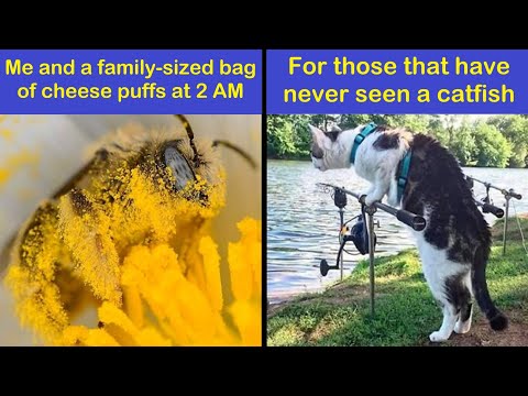 Funny Animal Memes That Are So Pure, You Might Forget The World Is On Fire | Happy And Fun