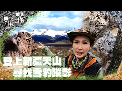 無窮之路 II - 無價之保｜登上新疆天山｜尋找雪豹蹤影｜陳貝兒｜紀錄片｜新疆｜雪豹