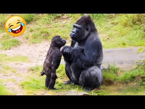 Animals Can't Stop Being Hilarious on the Internet 🤣 Funny ANIMALS Video 2025
