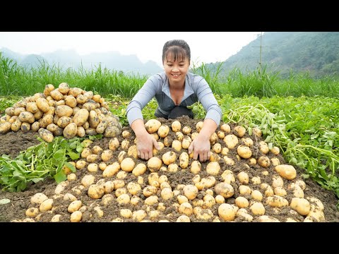 Harvesting A Lot Of Potato Goes To Countryside Market Sell - Grow Vegetable | Free Bushcraft