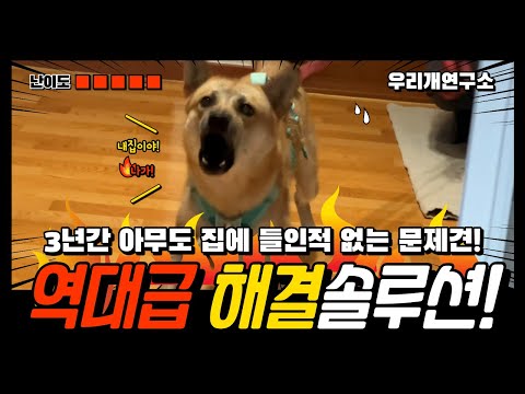 A dog that no one has brought into the house in 3 years.(korean jindodog Instirute)