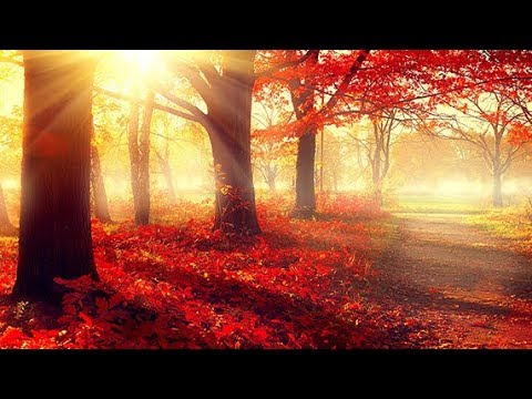 Soothing Relaxing Sleep Music with Gentle Wave Sounds, Peaceful Sleep Meditation Music 🕙10 Hours