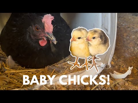 A Weekend on the Farm | Baby Chickens & Motorbike Rebuild