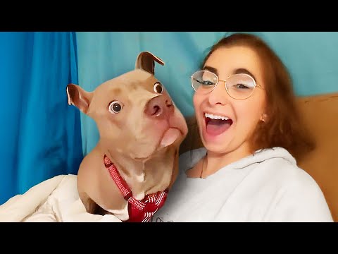 Funniest Dog Videos Ever (Part 1)