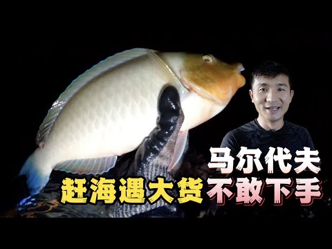 《环球探海记》马尔代夫 第16天：夜间赶海遇到2米大货，直接把我吓懵啦！  #马尔代夫  #赶海  #旅行  #旅行攻略  #环球旅行