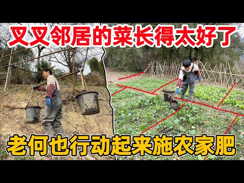 叉叉邻居的菜长得太好了，老何也赶紧行动起来，去爷爷家挑农家肥补救