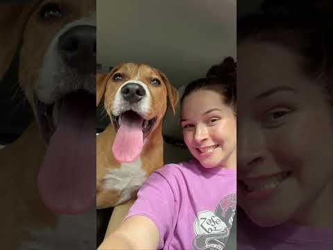 She has helped my mental health in ways I cant even explain #dogs#shorts #rescuedog#dog #shortsfeed