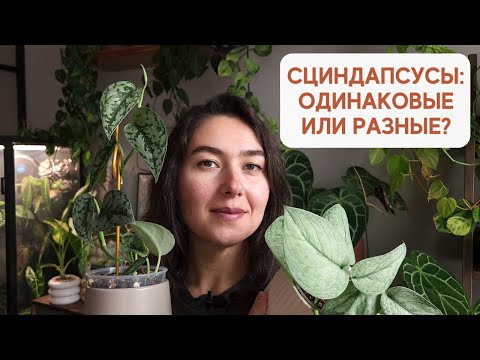 СЦИНДАПСУСЫ: все сорта ОДИНАКОВЫЕ? Обзор моей небольшой КОЛЛЕКЦИИ сциндапсусов