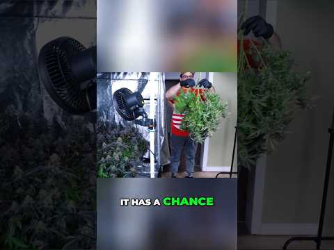 Harvest Secrets  Boost THC & Terpenes for Better Cannabis!