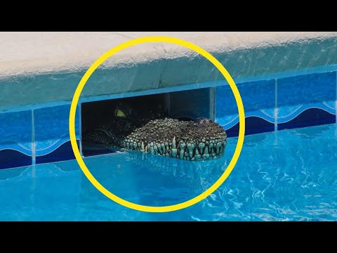 This is how Wild Animals Invade Swimming Pools